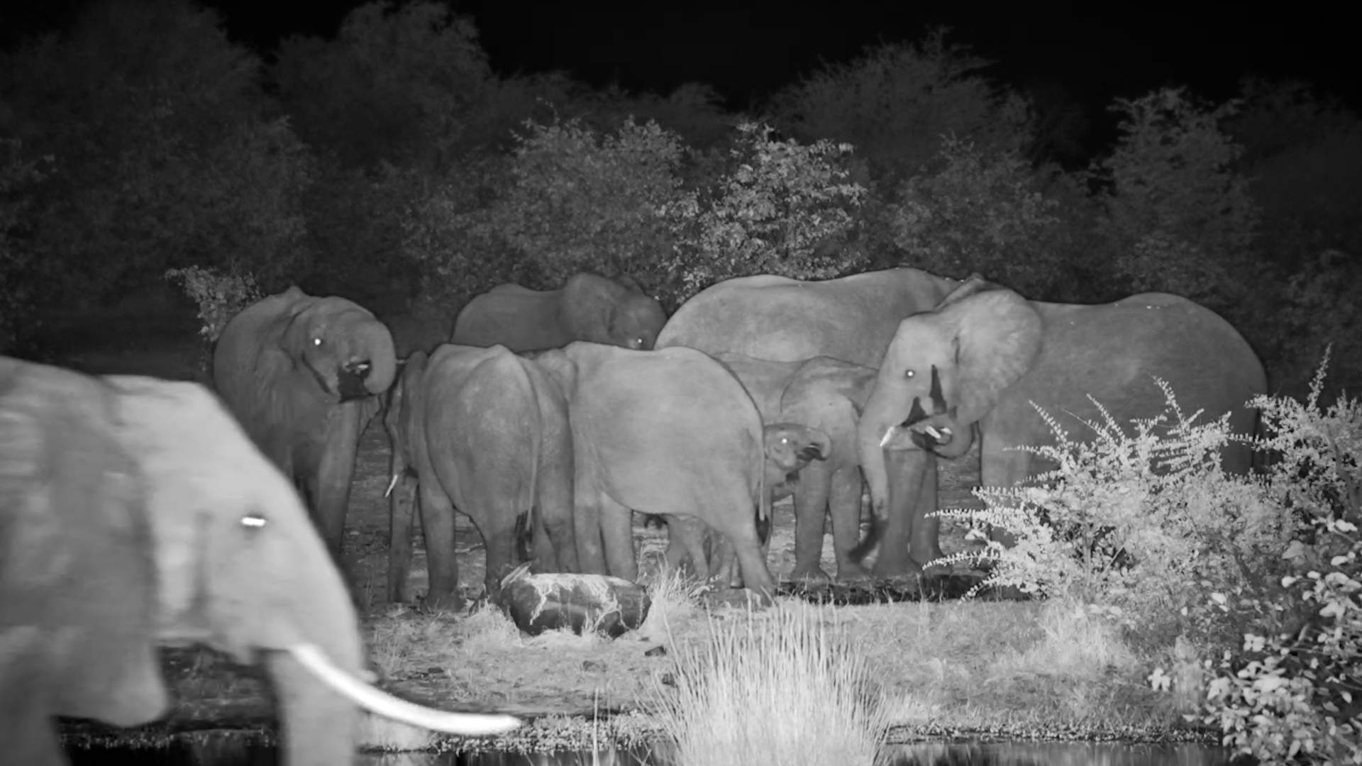 Elephants Emerge After Dark