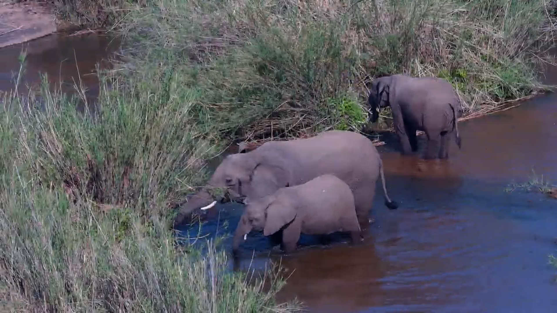 Elephants Feeding in the River at Kruger Shalati