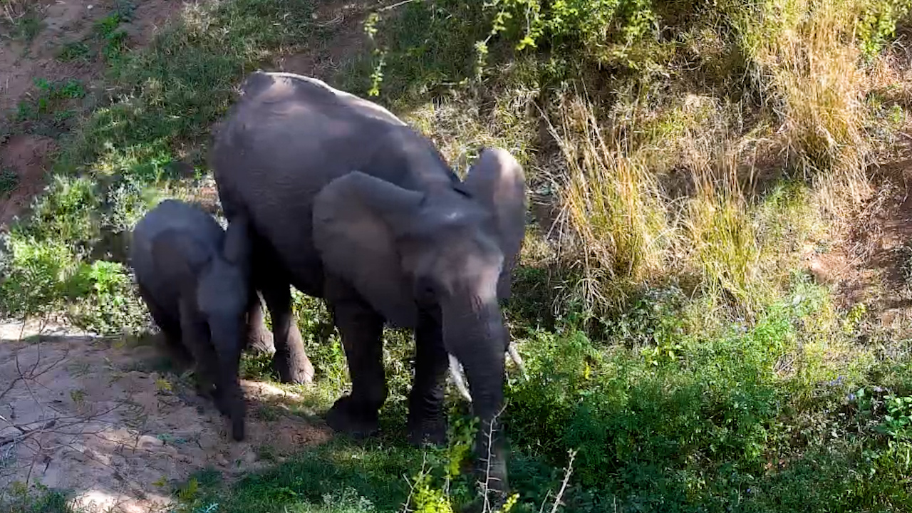 Riverbed Became an Elephant Buffet