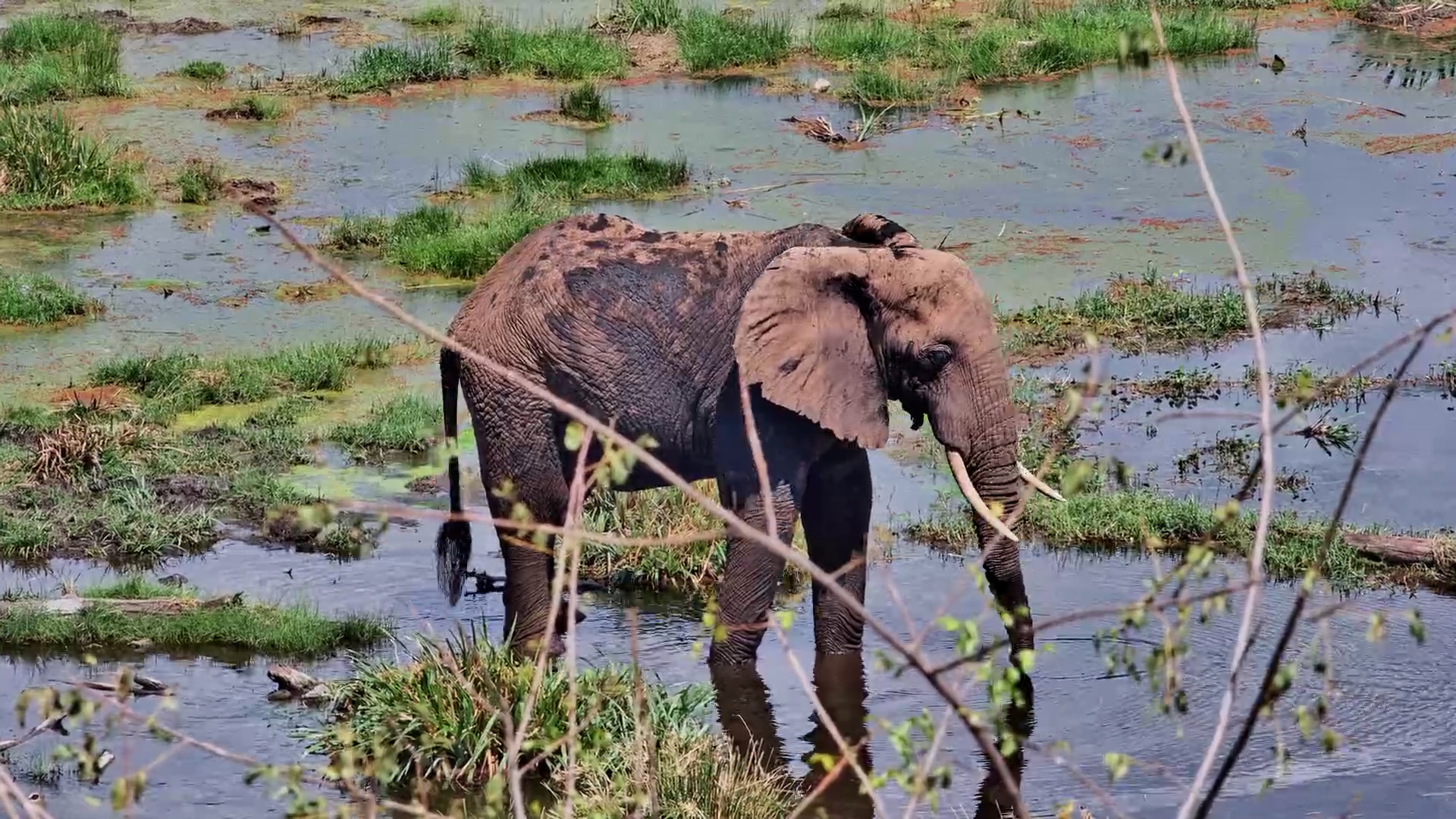 Elephants Forage in the Water