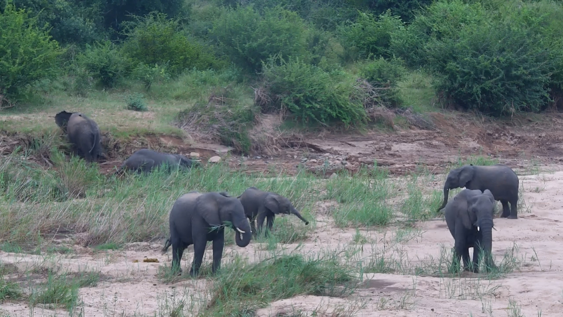 Elephants Rule the Riverbank