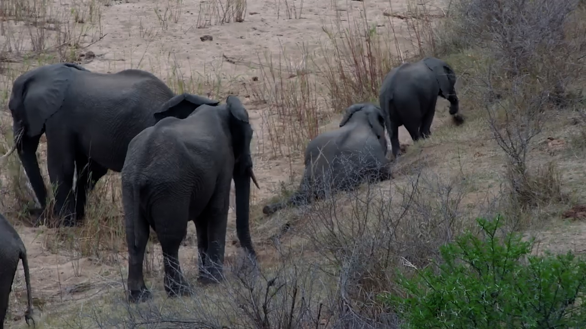 Two Elephants Lie Down in the Riverbed at Kruger Shalati