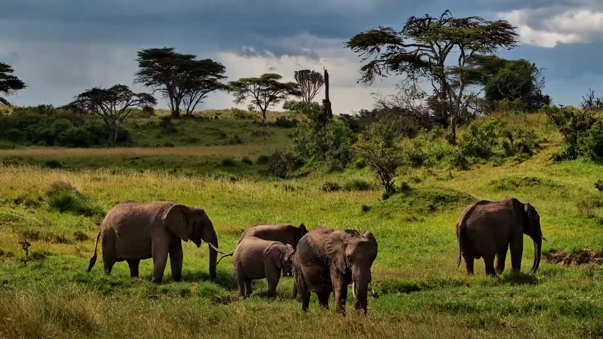 Elephants on the Plains