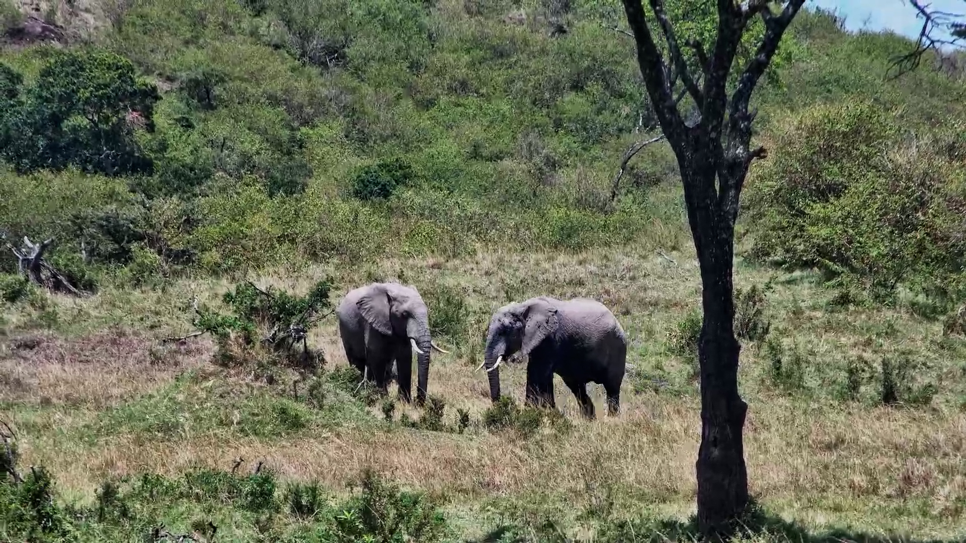 Three Bull Elephants Forage Calmly at Mahali Mzuri