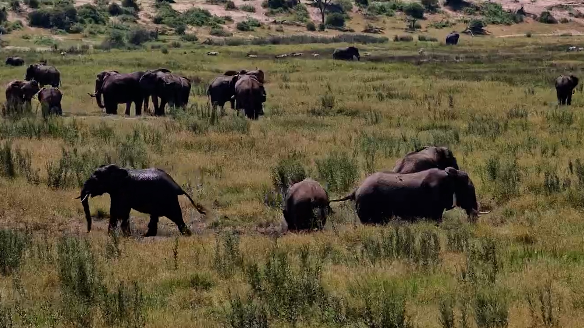 Elephants Gather on the Moela Plains
