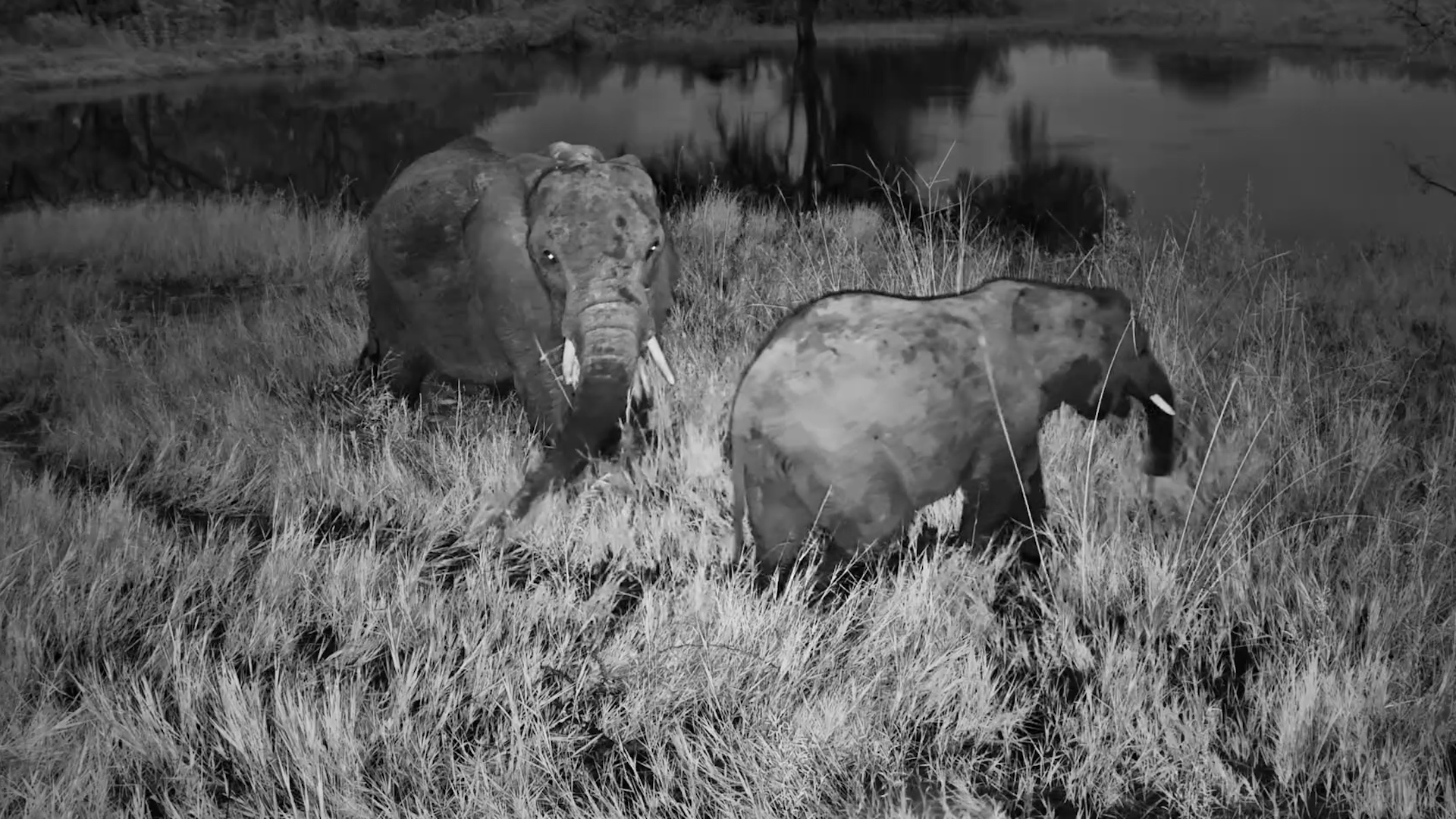 Mother Elephant & Calf Munch in the Dark