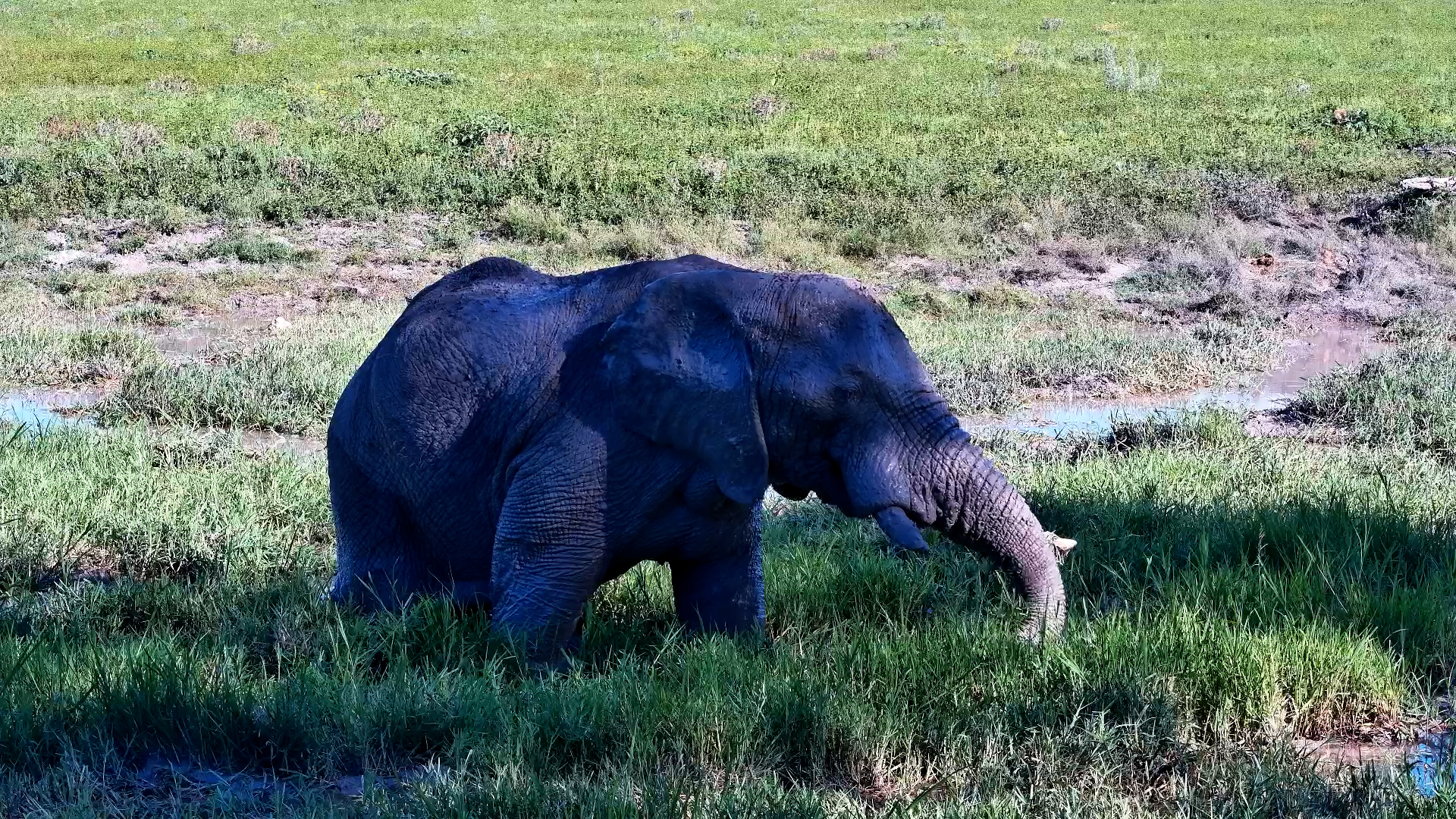Elephant Bull Wades into the Water