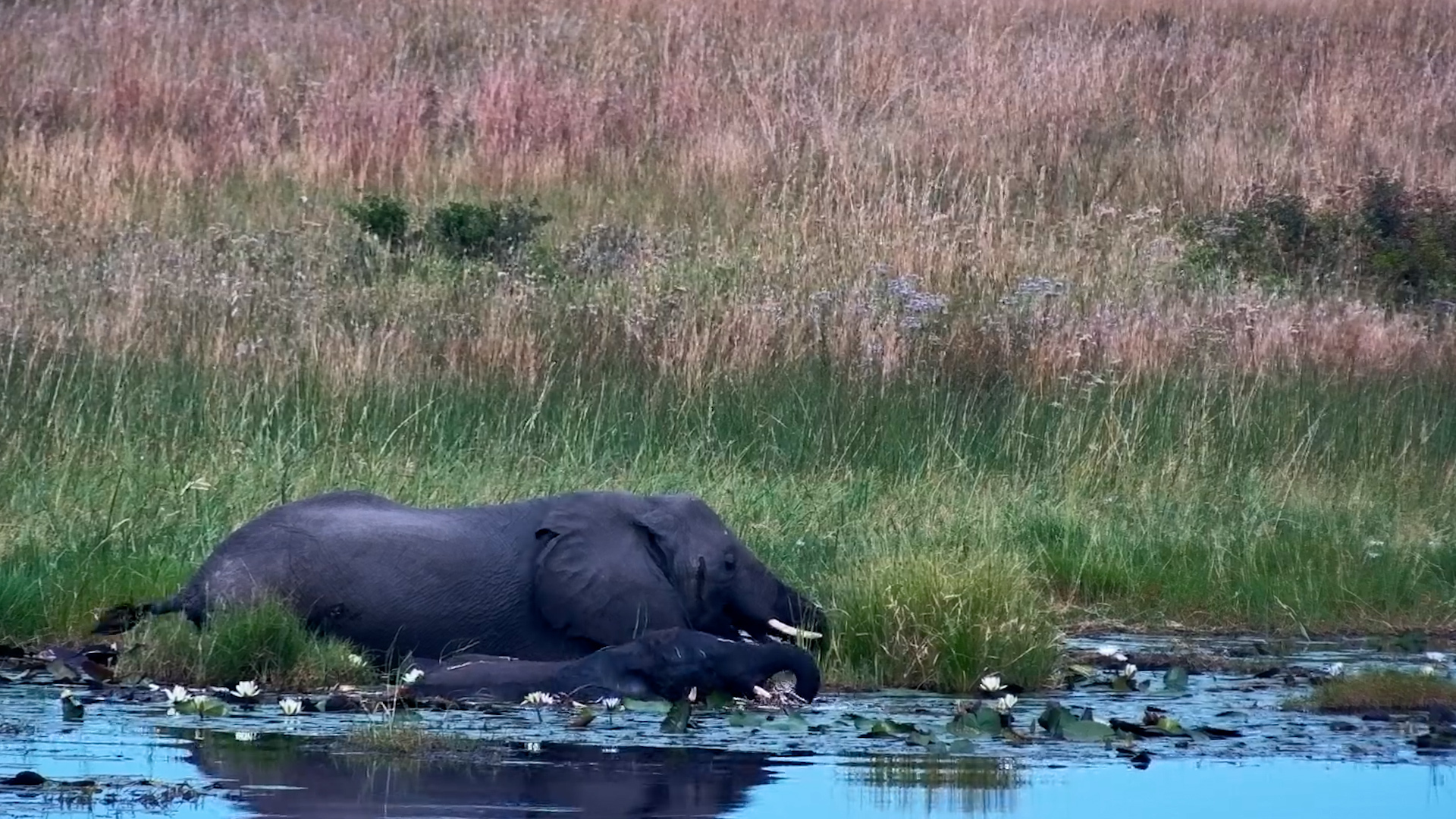 Mother & Calf Feed Together in Deep Water