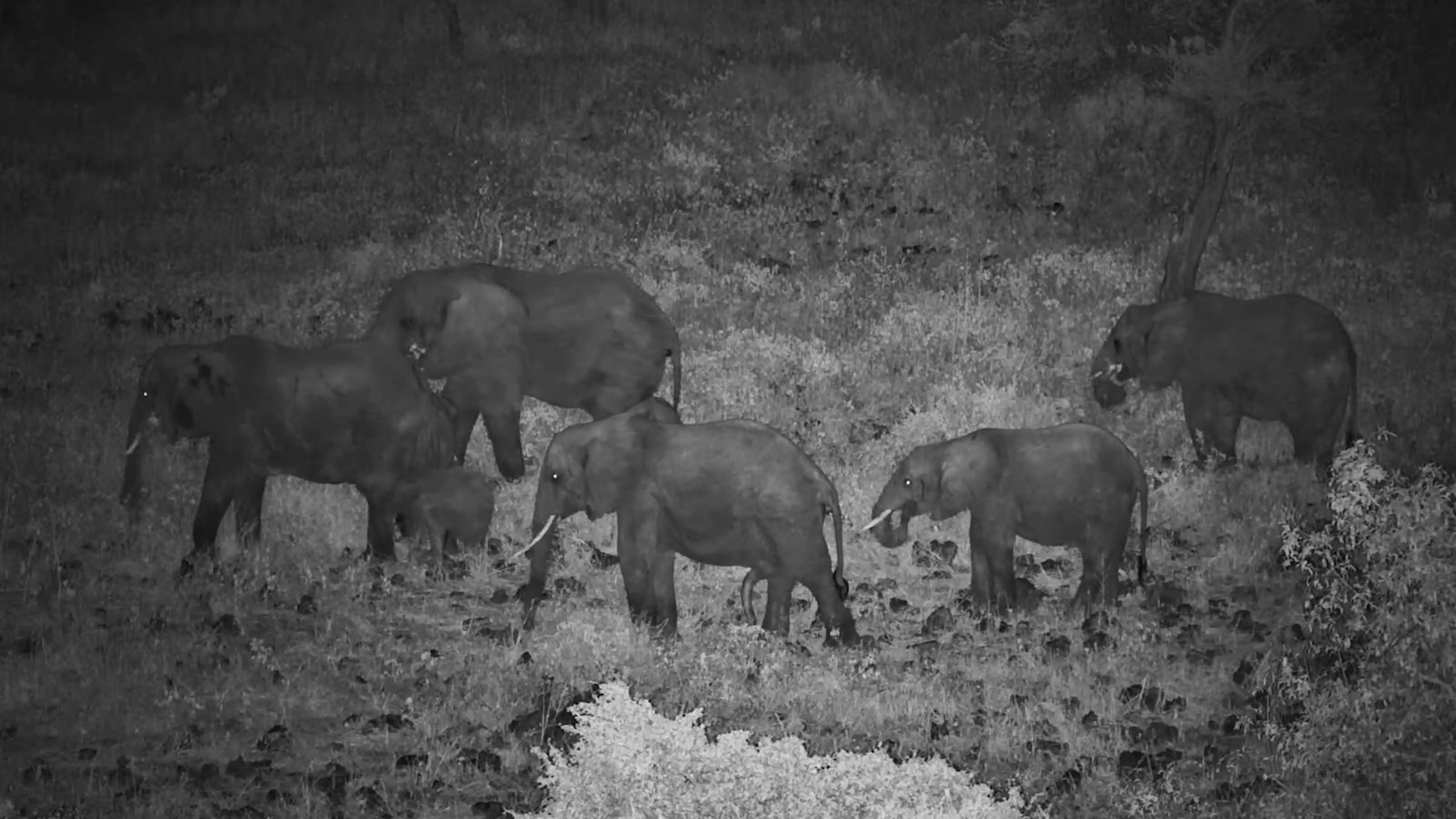 Elephants Feed Together Under Cover of Darkness