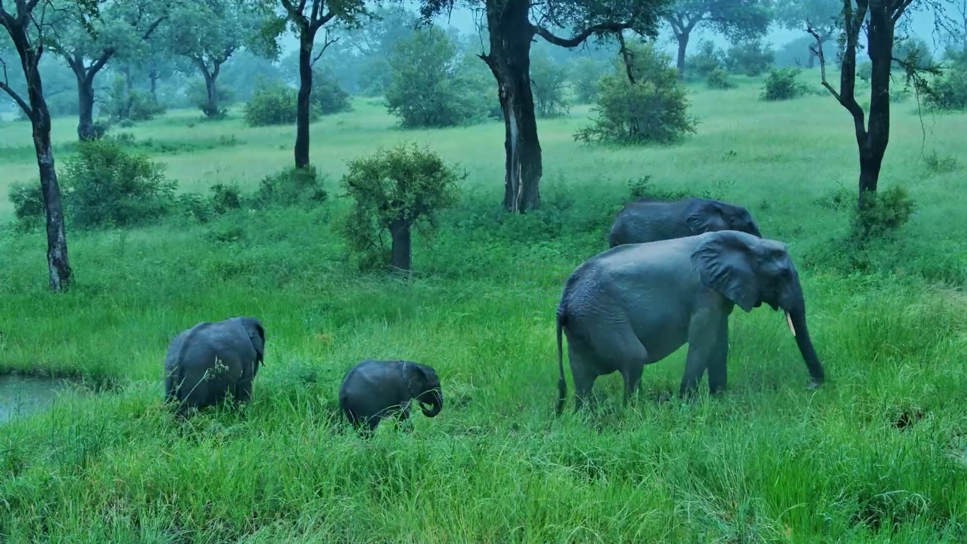 Elephants in the Rain