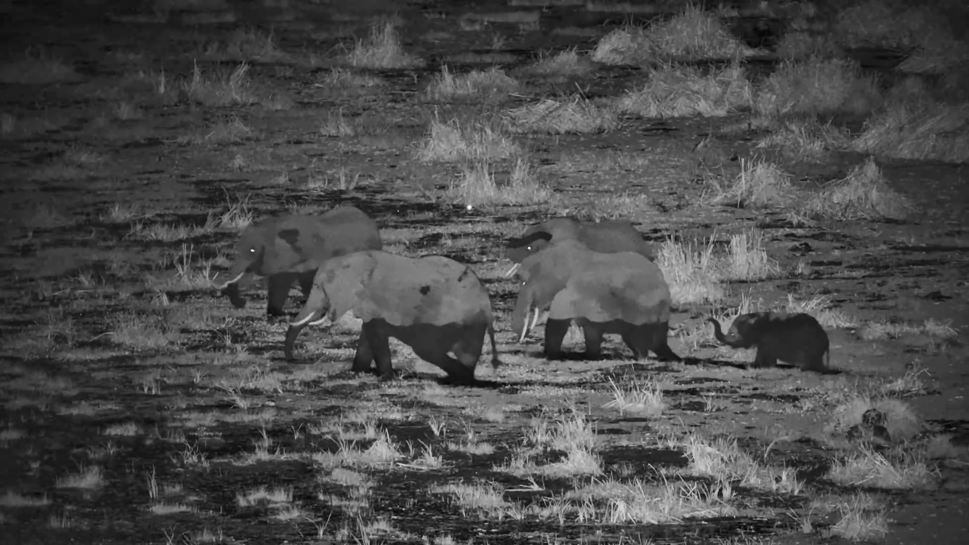 Elephants Feeding in the Finch Hattons Swamp