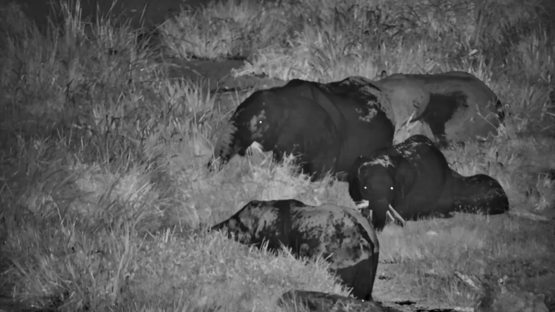 Elephants Grazing in the Swamp