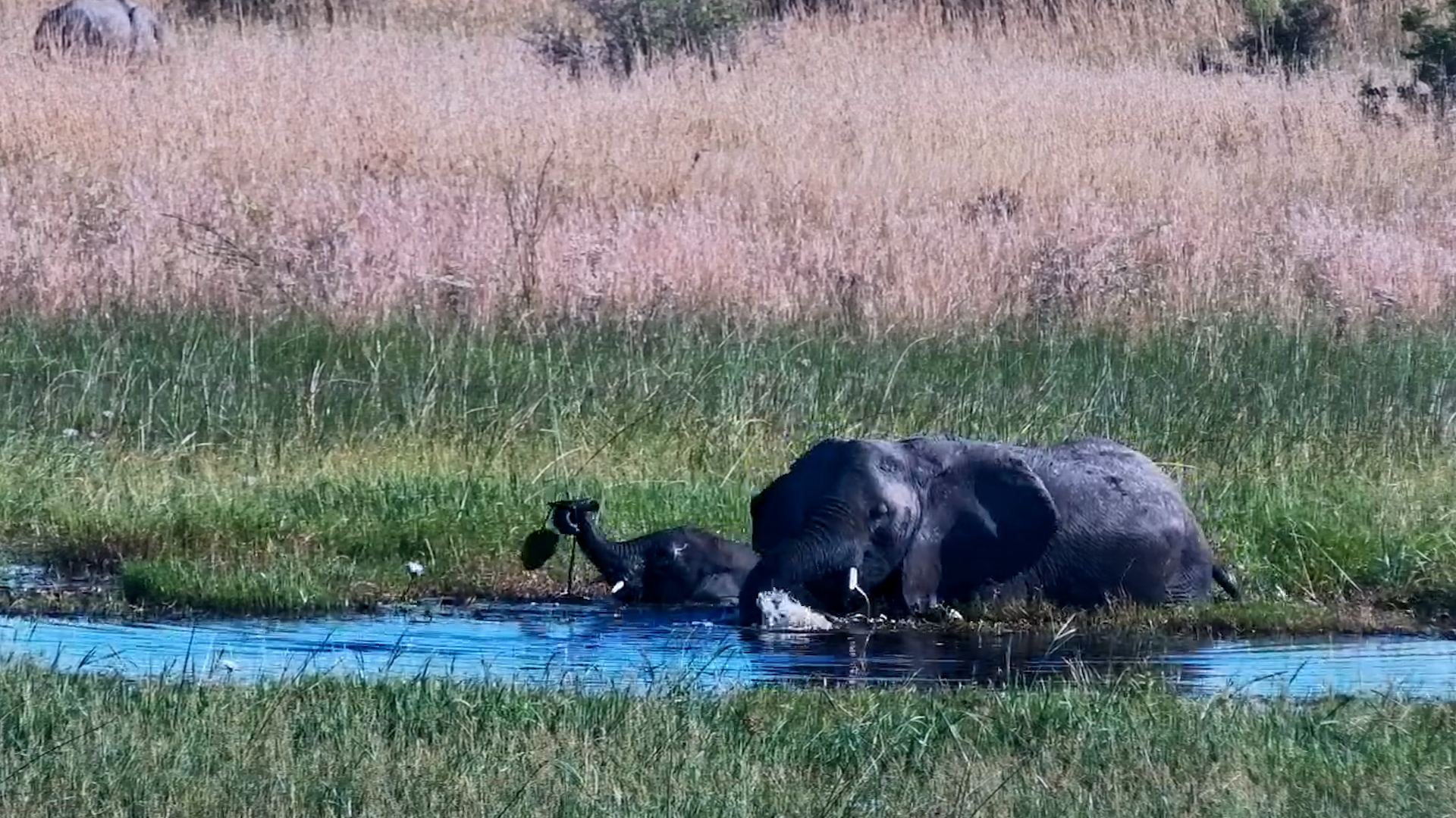 Elephants Feeding in the Water