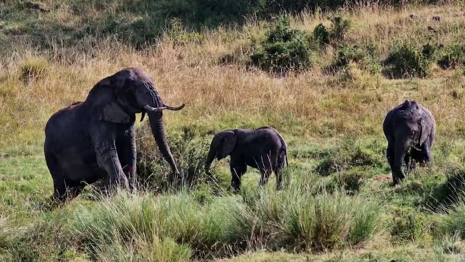 Elephants Feast Across the Kenyan Plains