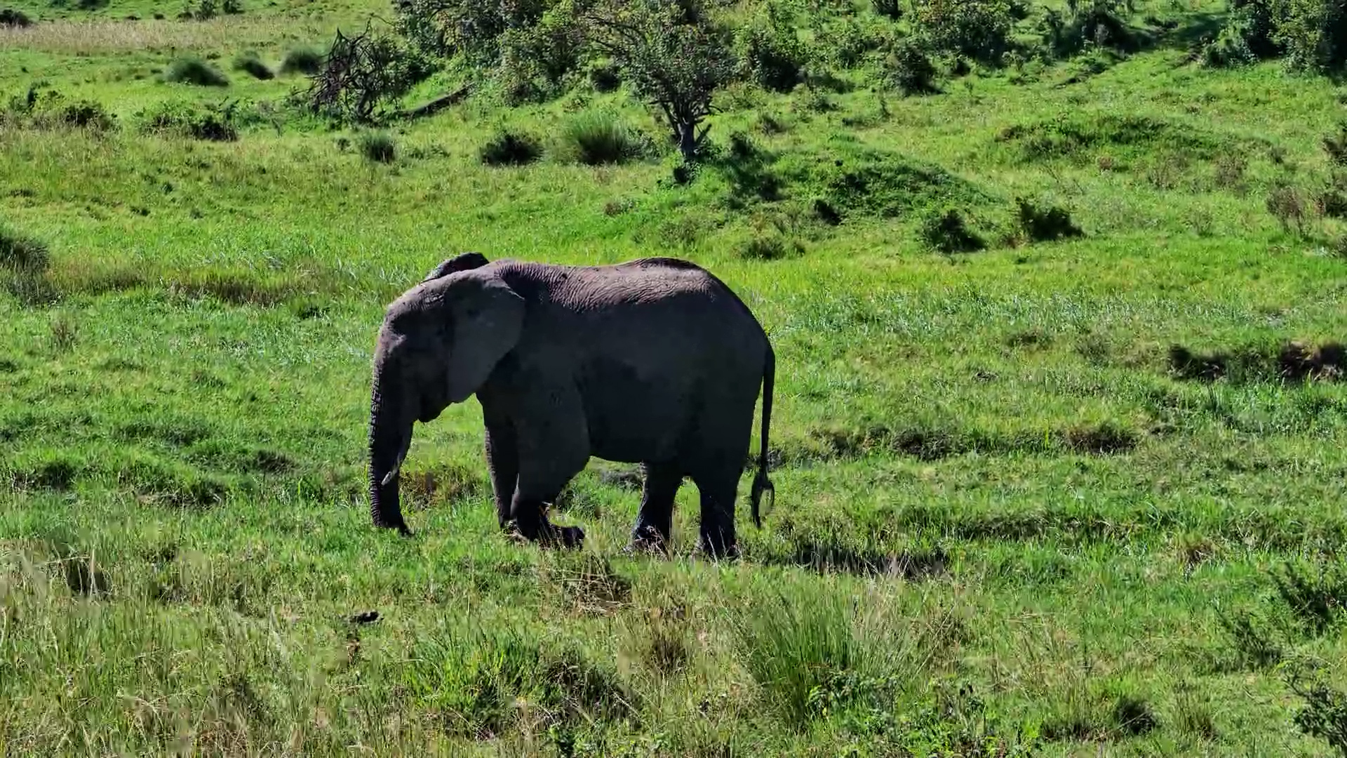 Elephants Feeding Peacefully in a Sea of Green