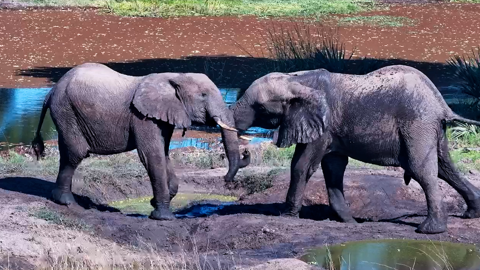One Muddy Elephant With Way Too Much Energy