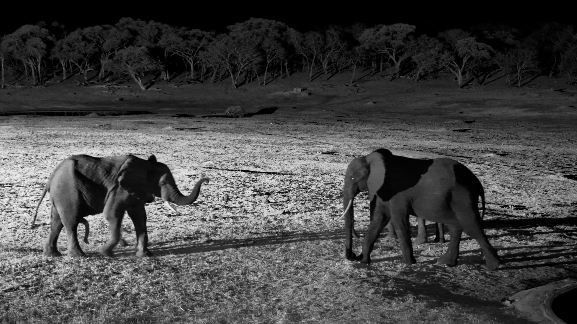 Elephants Fooling Around in the Dark at Hwange
