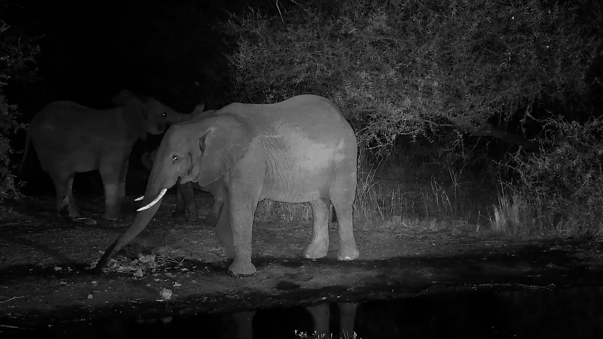 Thunder, Rain, and Gentle Giants