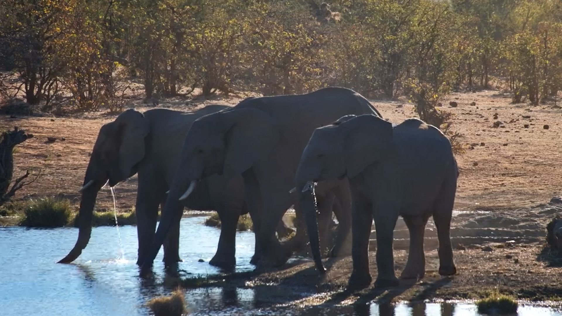 Victoria Falls Waterhole Gets an Elephant Takeover