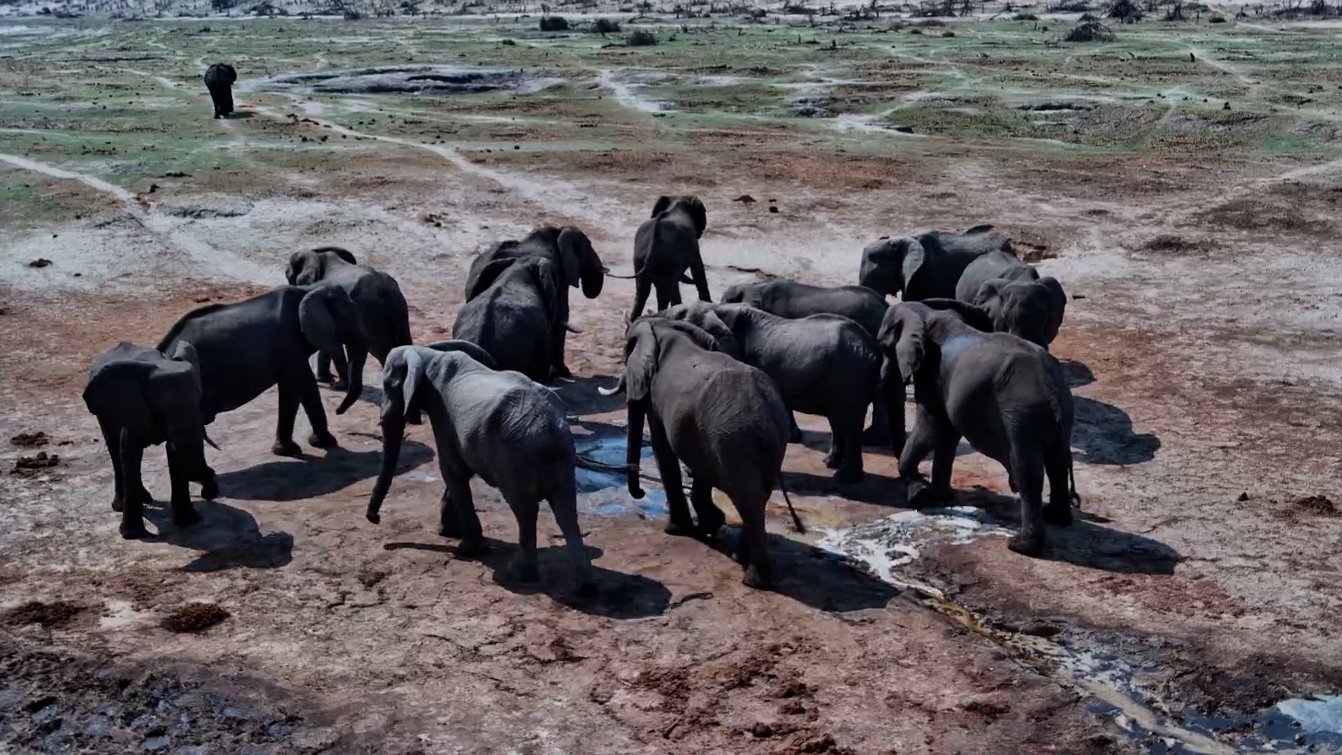 Elephants Gather at Moela for Fresh Water