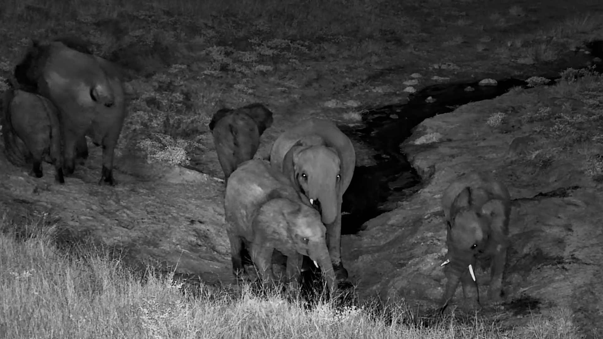 Elephants Hydrate Under the Night Sky