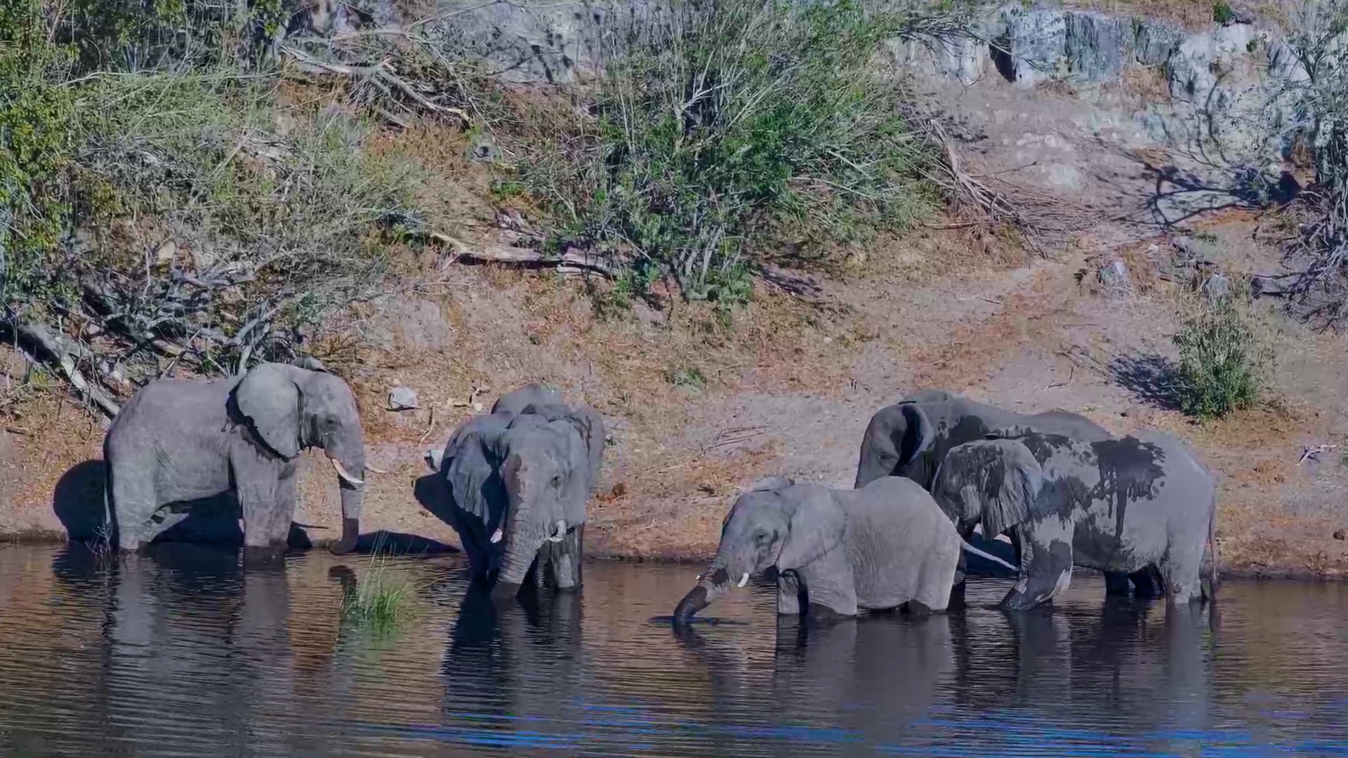 When Elephants Meet at the Waterhole