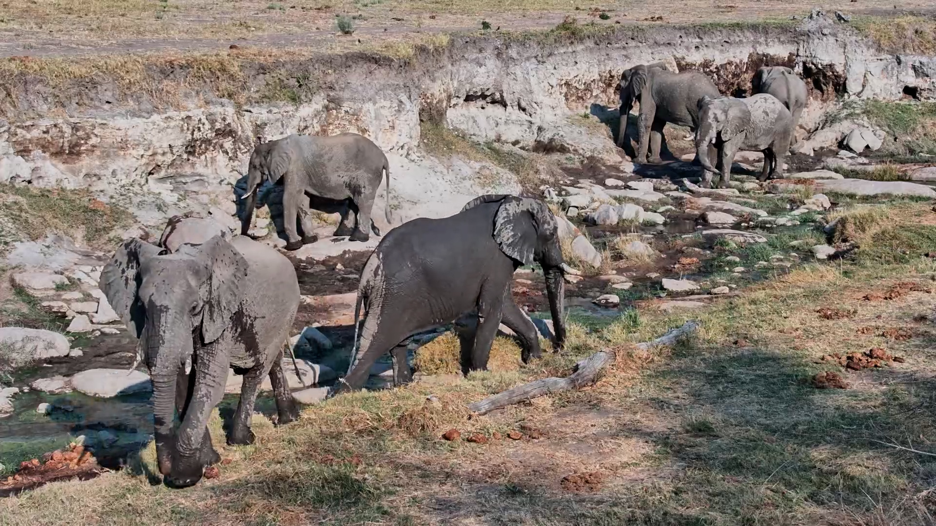 One Wobbly Rock Makes This Elephant VERY Careful