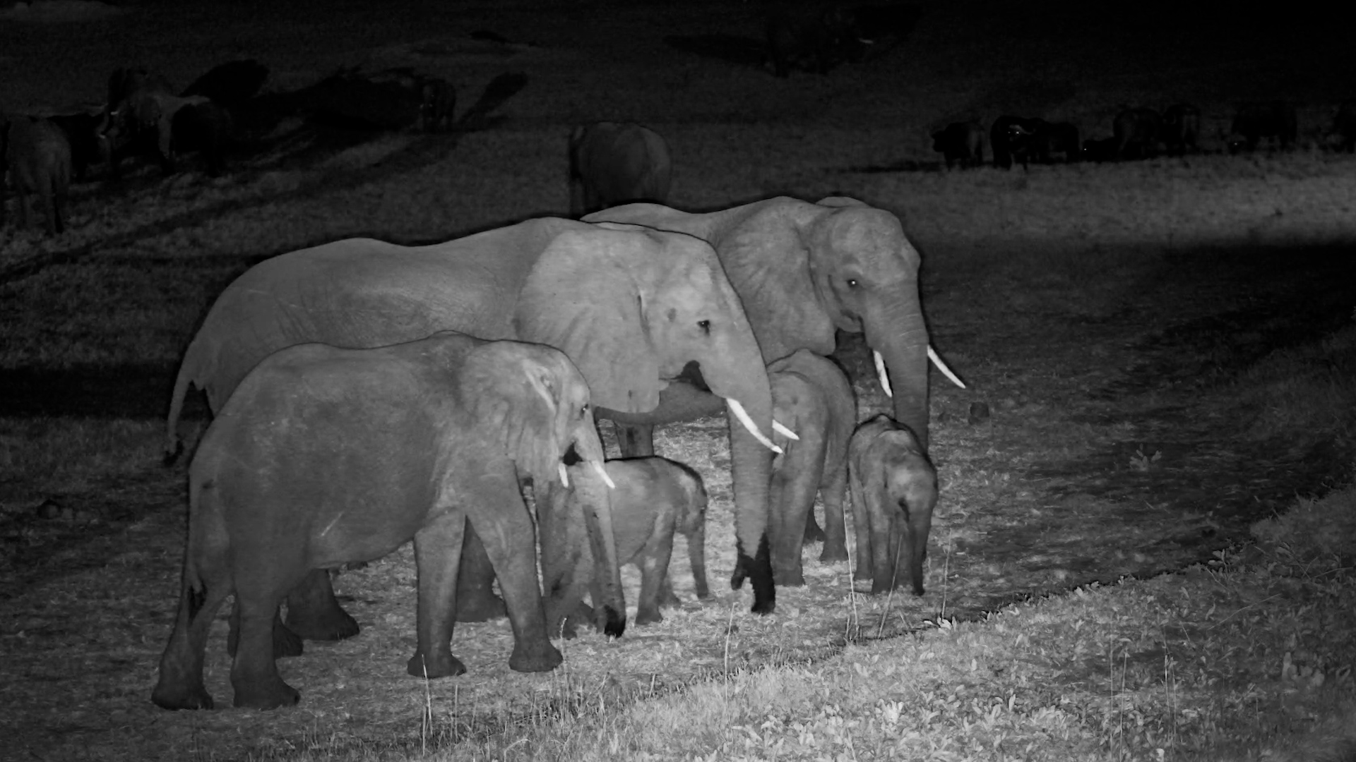 What Elephants Do While We Sleep
