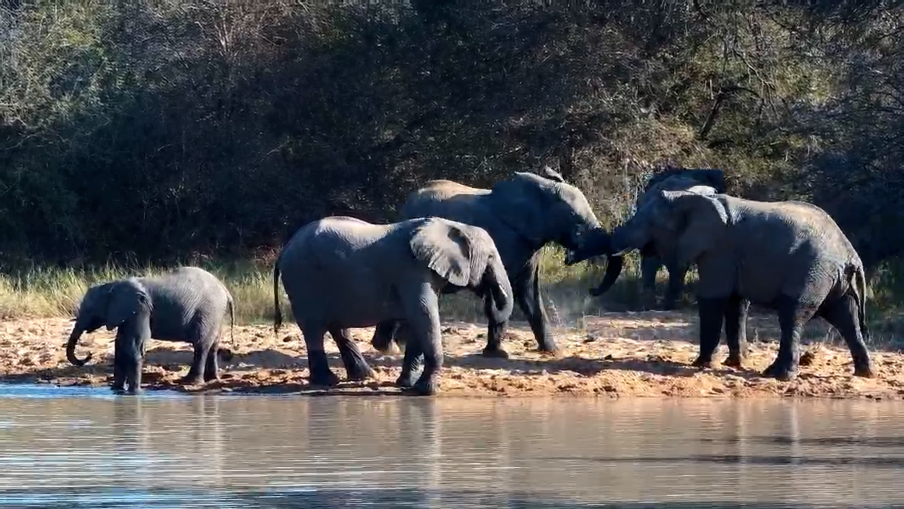 Elephants Drink and Feed Right Near the Camera