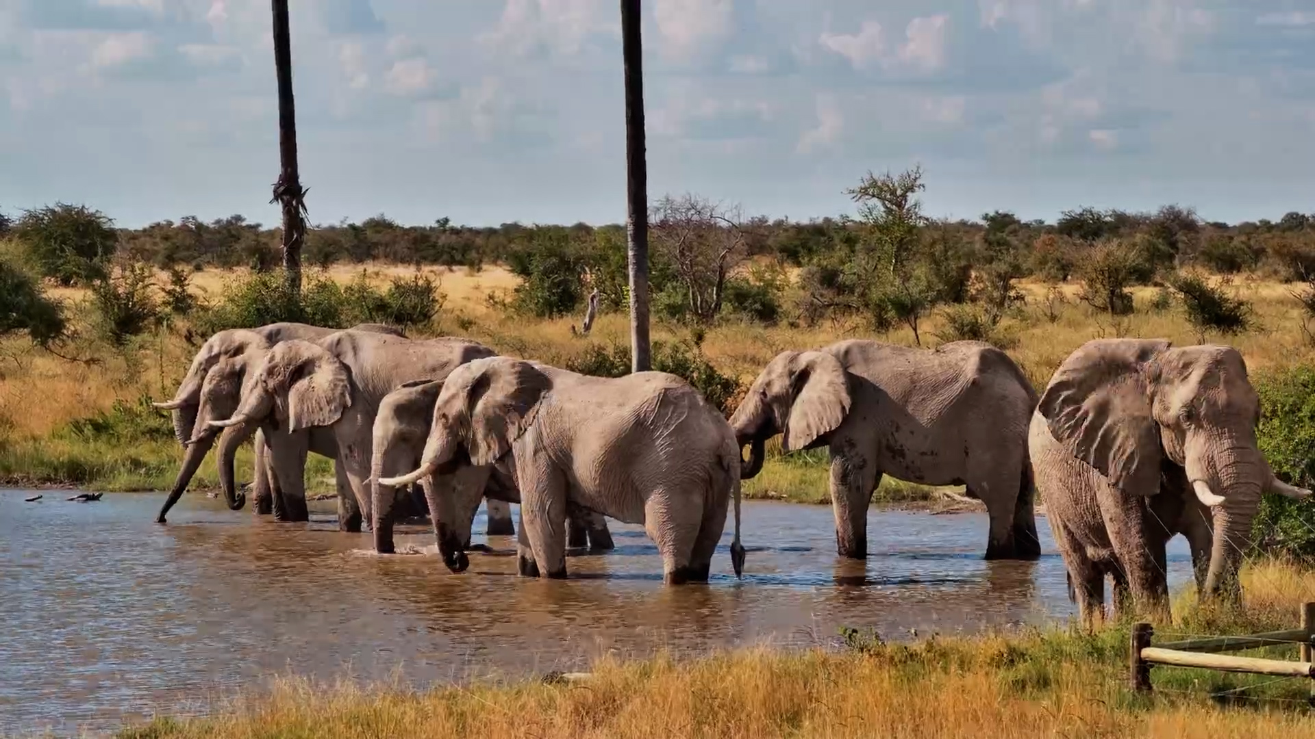 Hot Kalahari Day Ends at the Waterhole