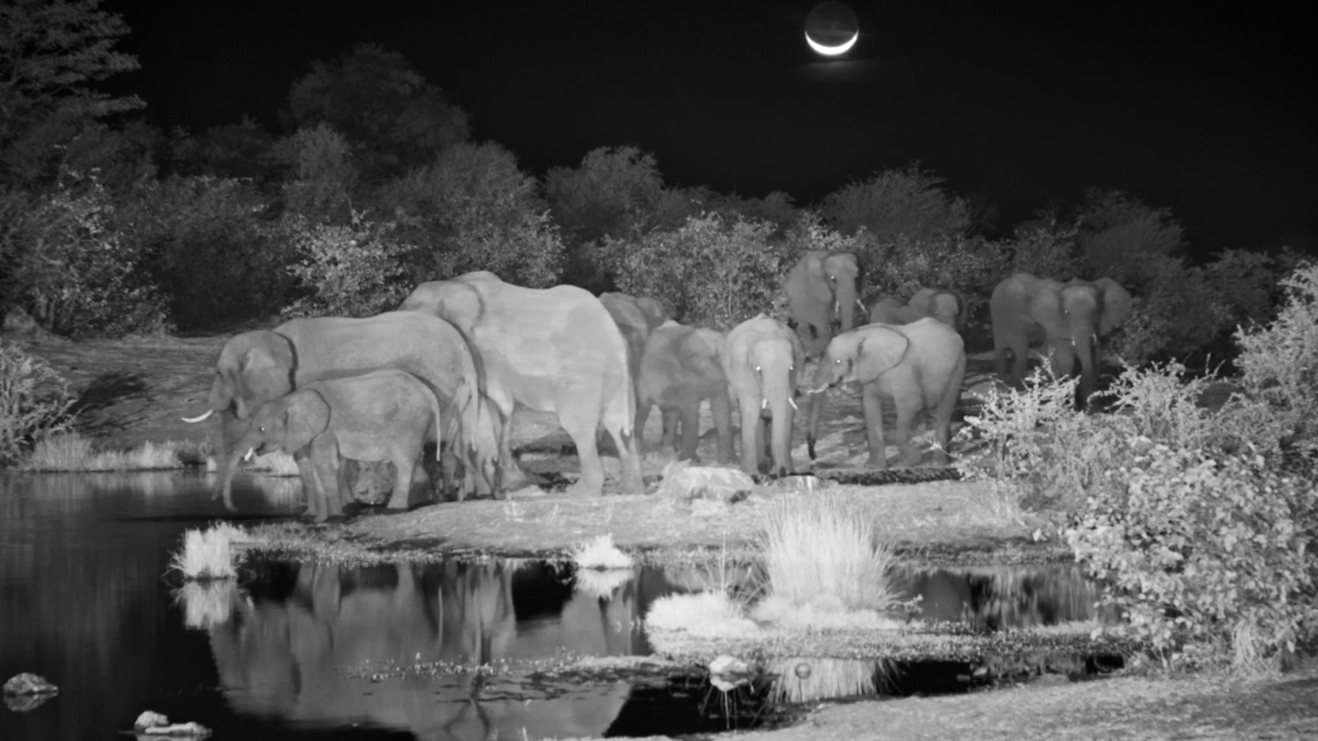 Elephants Beneath the Moon