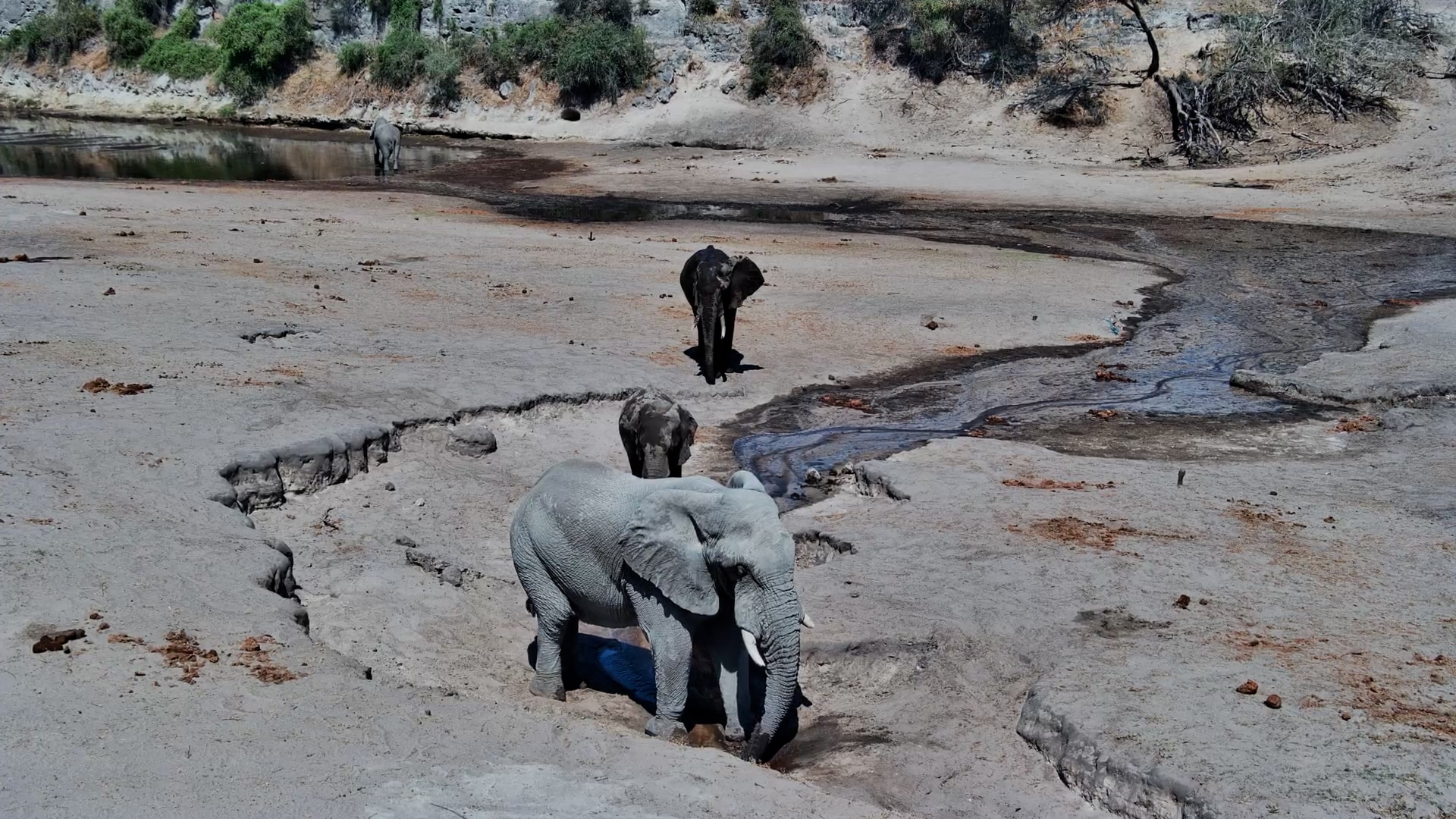 Elephants Enjoy Fresh Water at Camelthorn