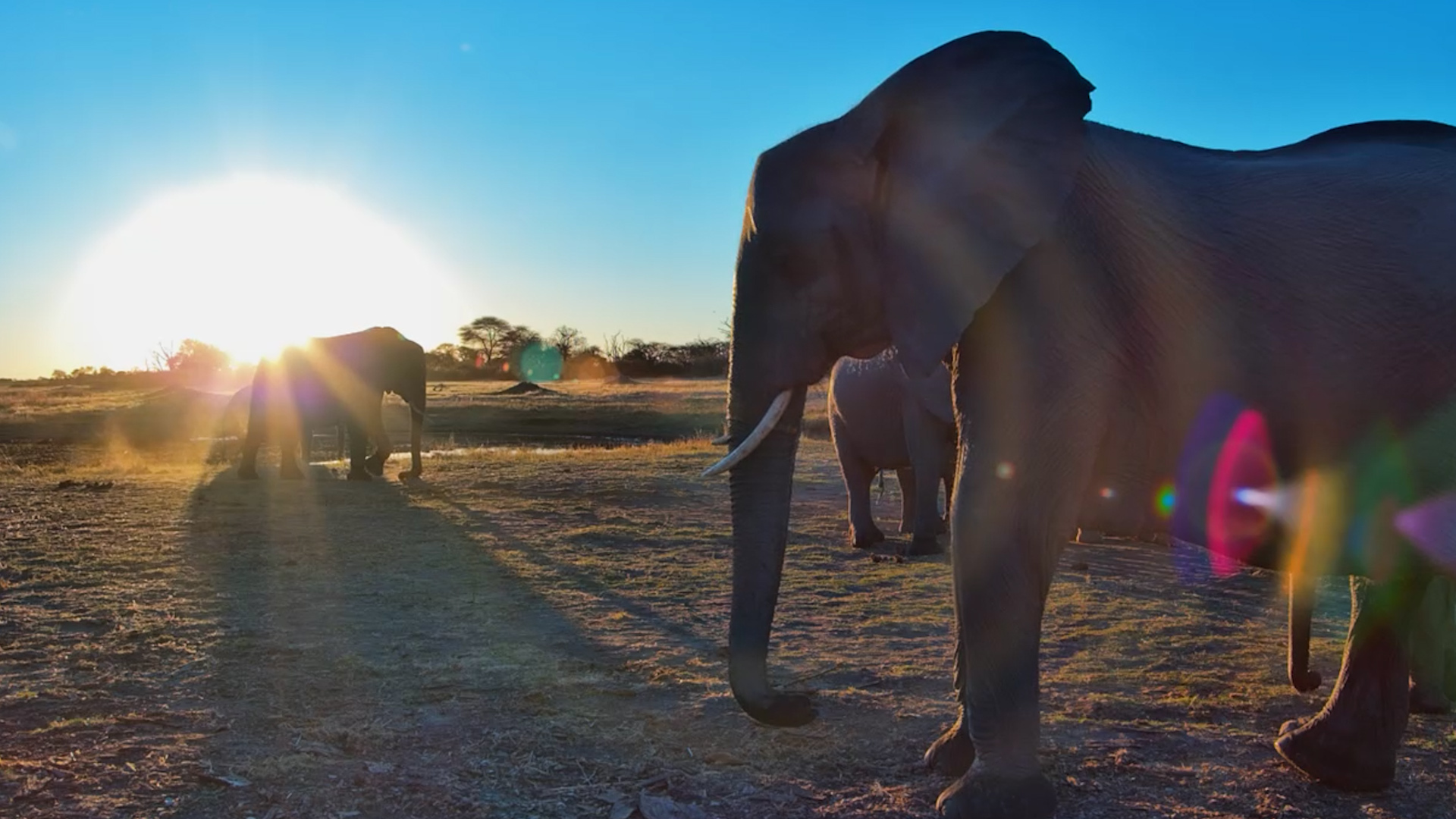 Elephants Glow Gold in a Sunset Dust Bath