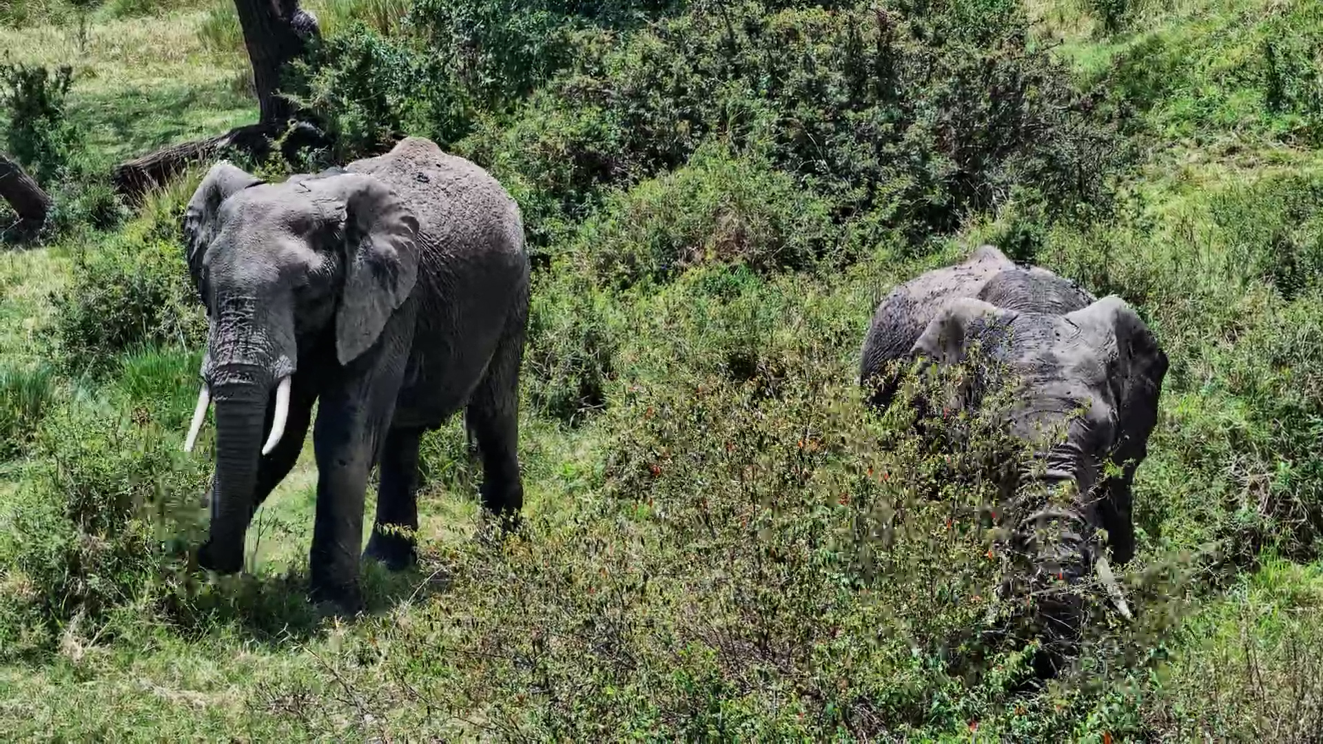 Gentle Giants Munch on Lush Foliage