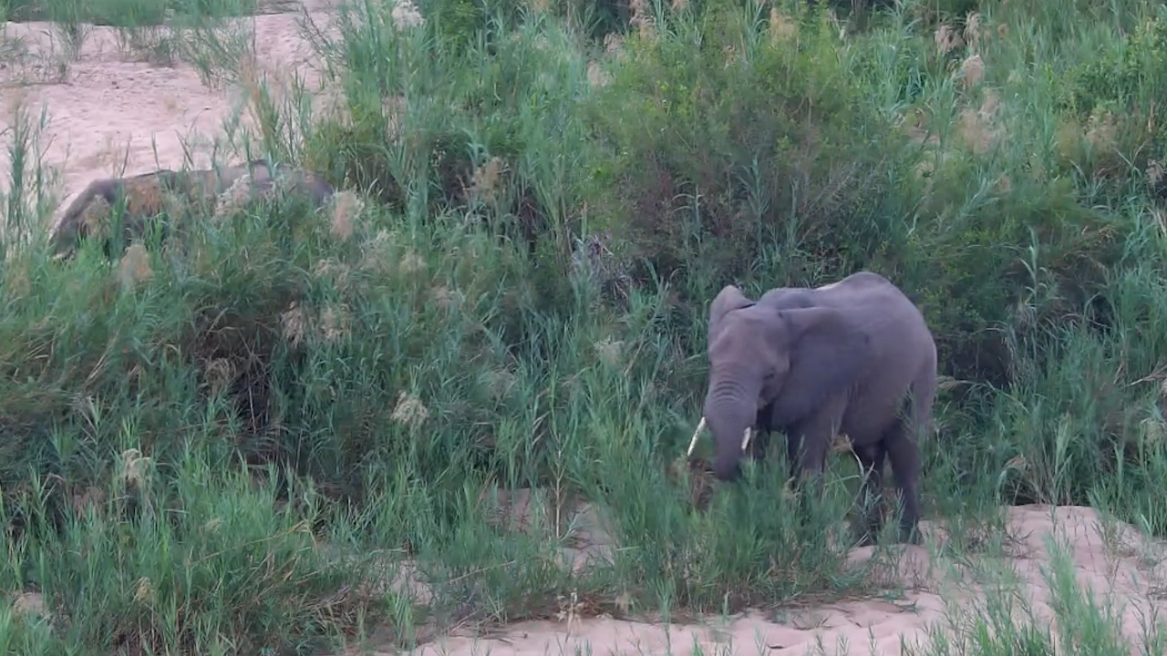 Elephants Feeding in a Sea of Tall Grass