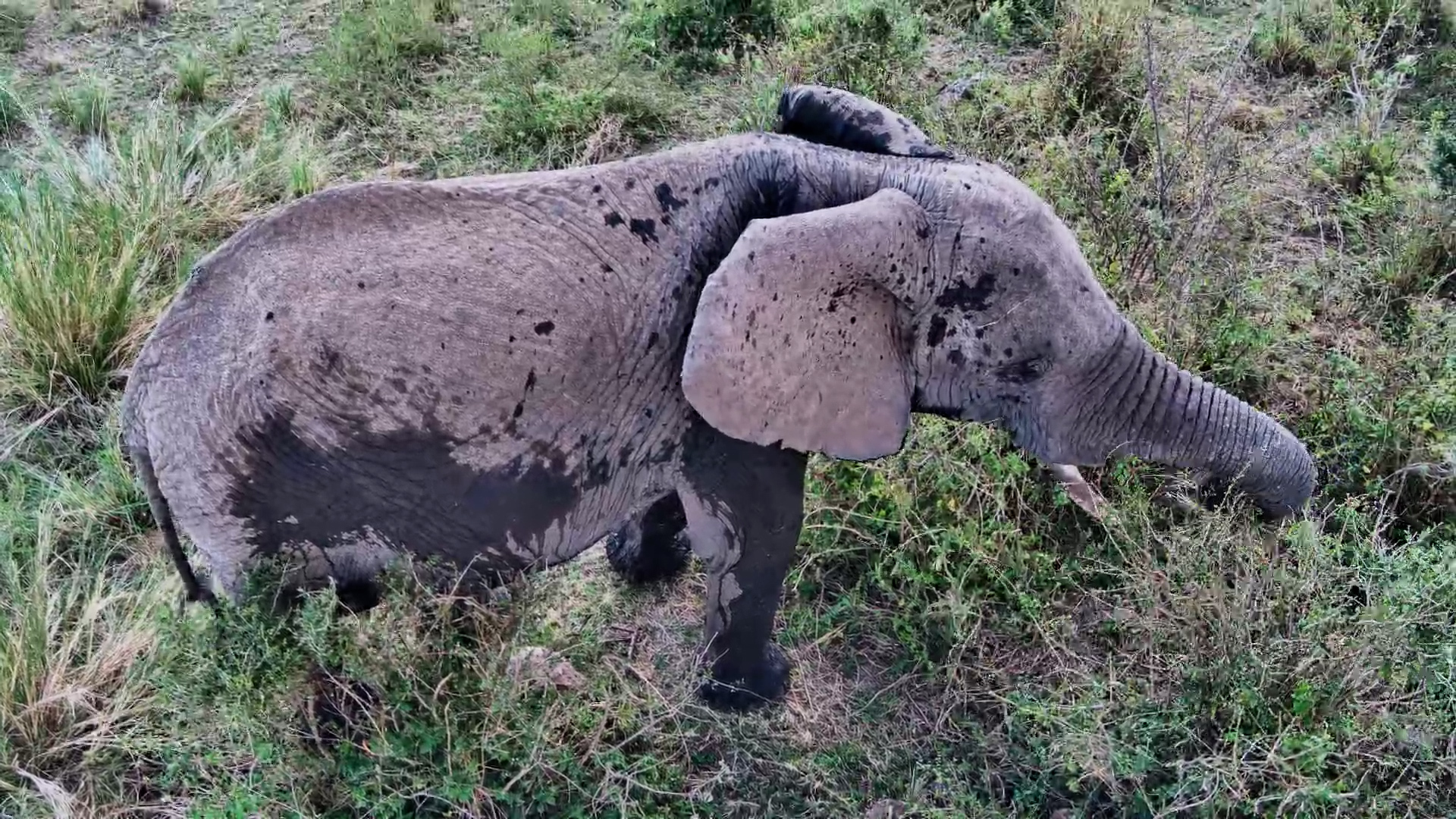 Just an Elephant Munching Right by the Camera