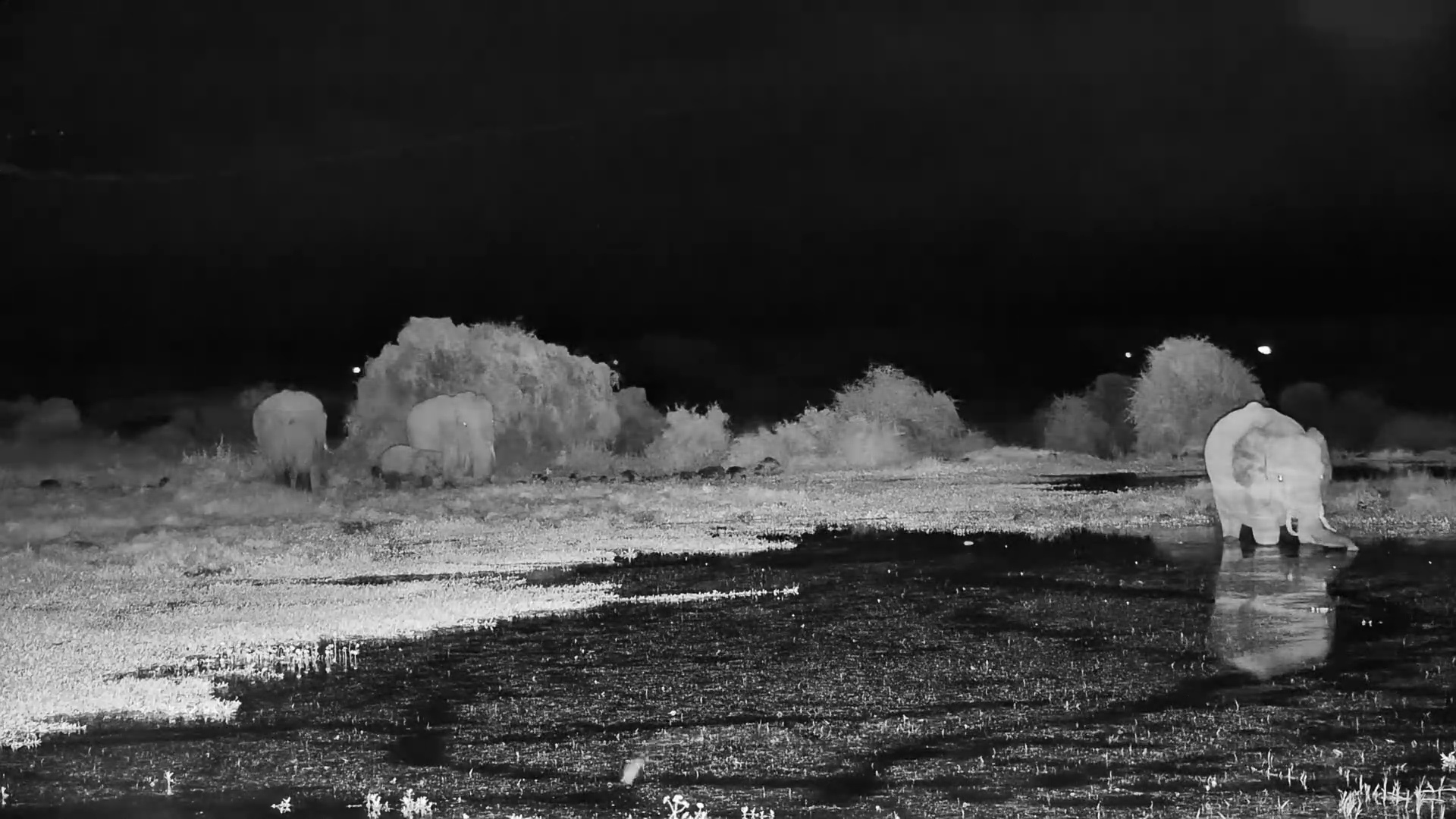 Elephant Mum & Calf at Night