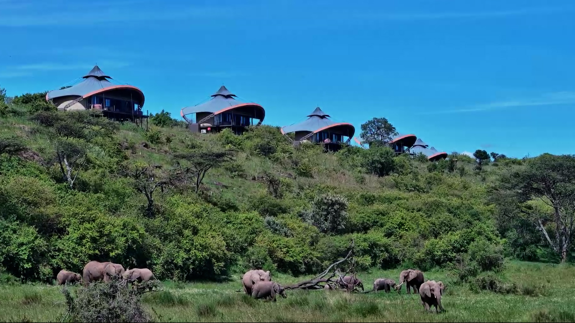 Where the Wild Meets Luxury - Elephants Below the Lodge