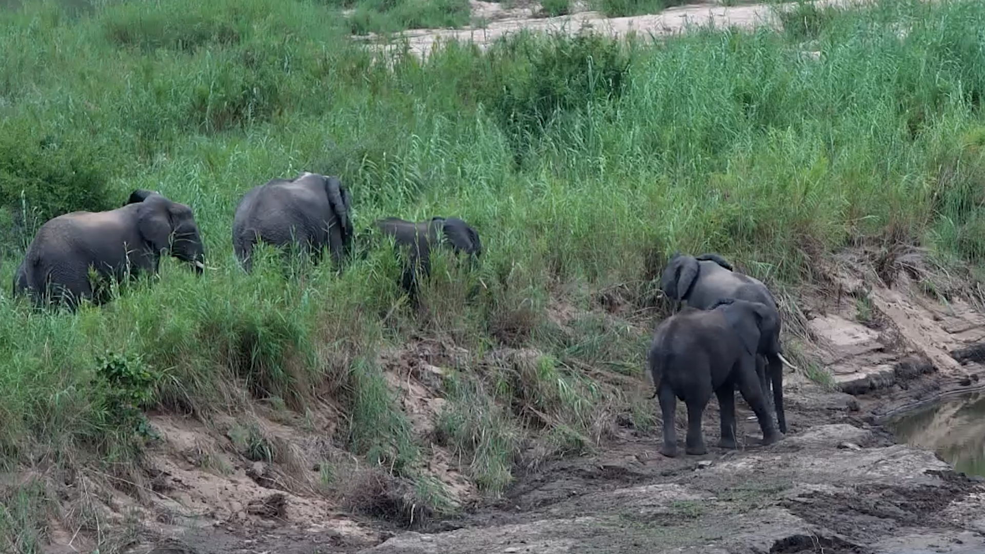 Elephants Grazing in the Wild