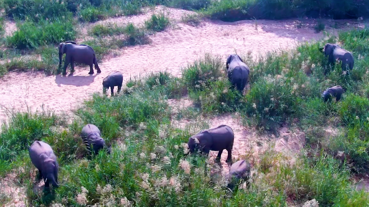Elephants Enjoy a Peaceful Feast in the Riverbed