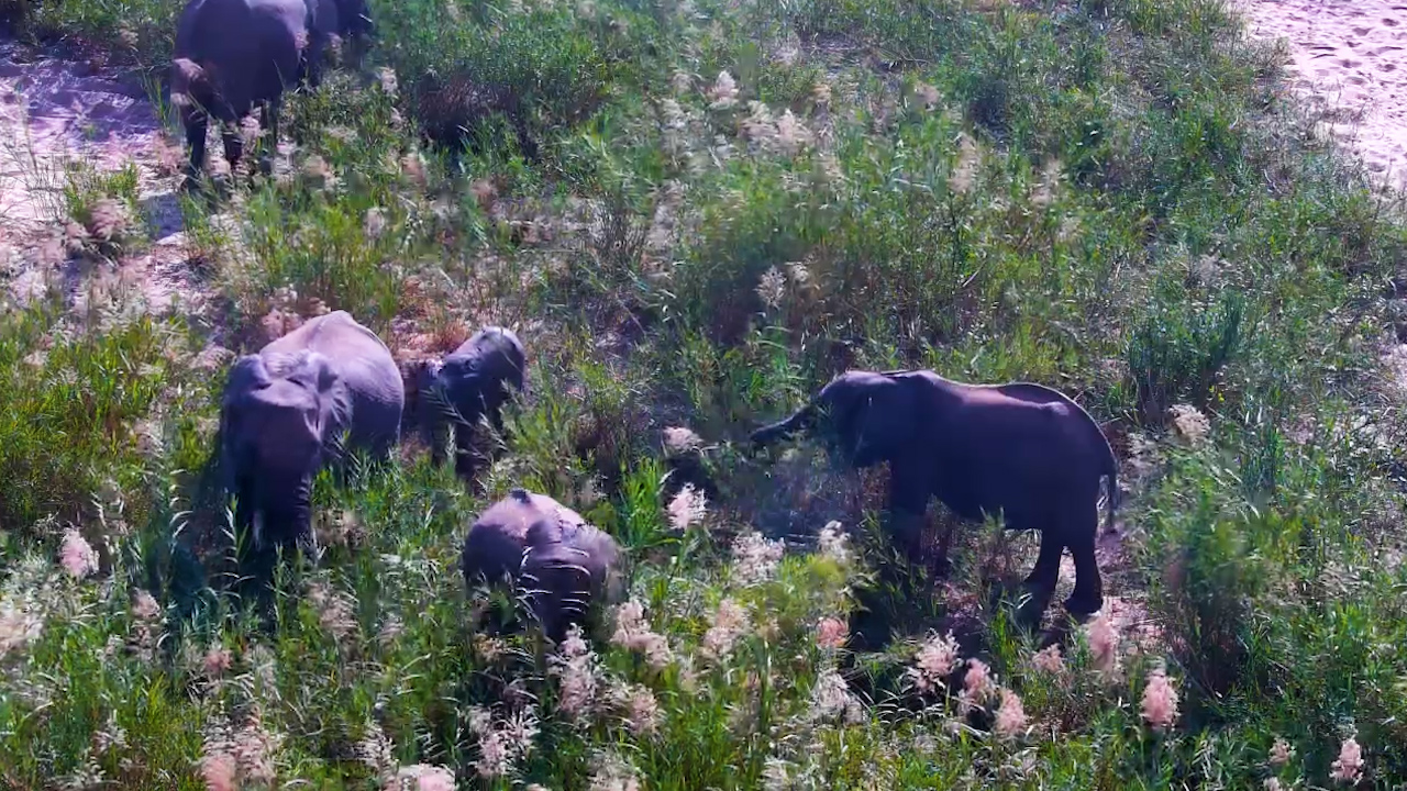 Elephants Found the Perfect Picnic Spot