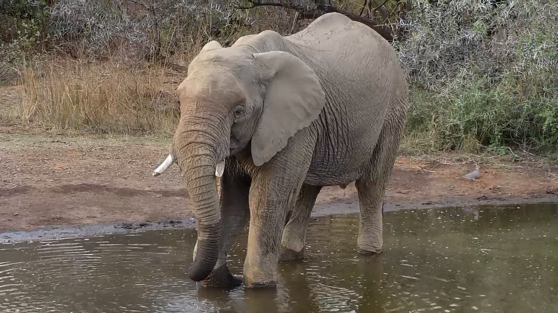 Elephant Drinks Then Greets a Friend