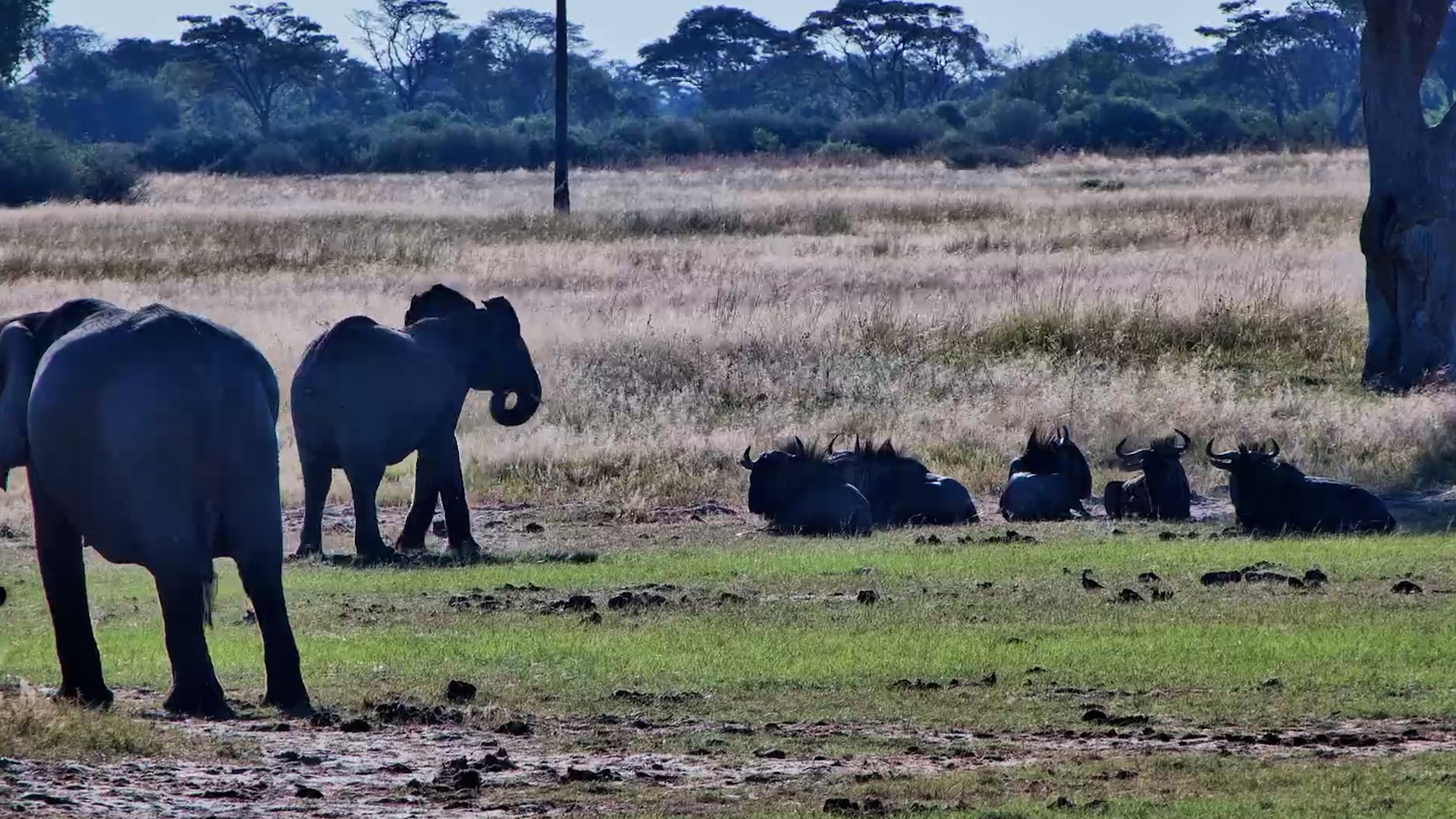 Wildebeest Ignore Cheeky Elephant Pressure