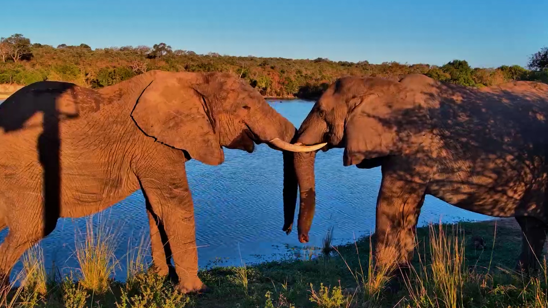 A Beautiful Elephant Bond Captured on Camera