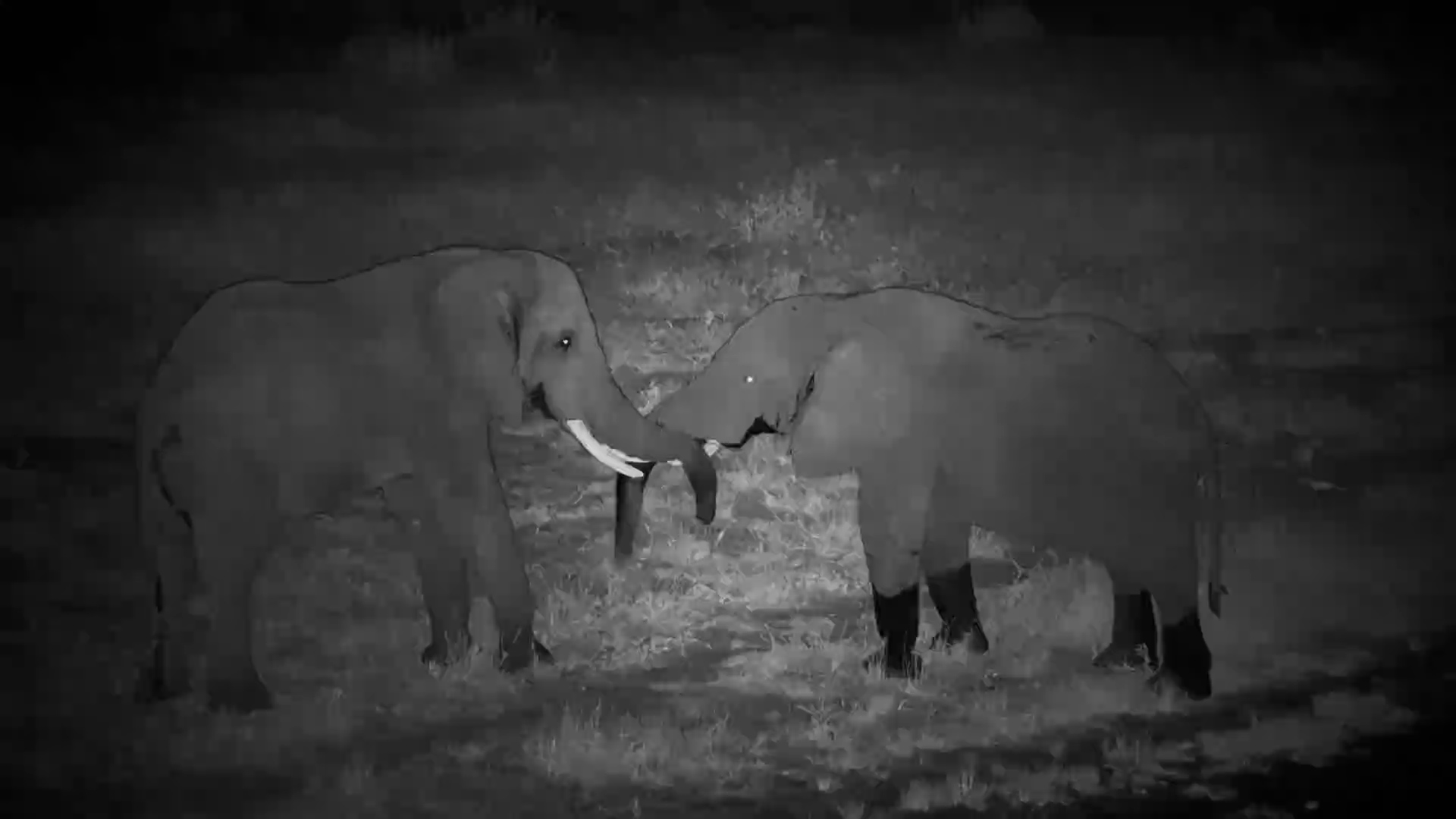 Elephant Pulls a Friend’s Tail