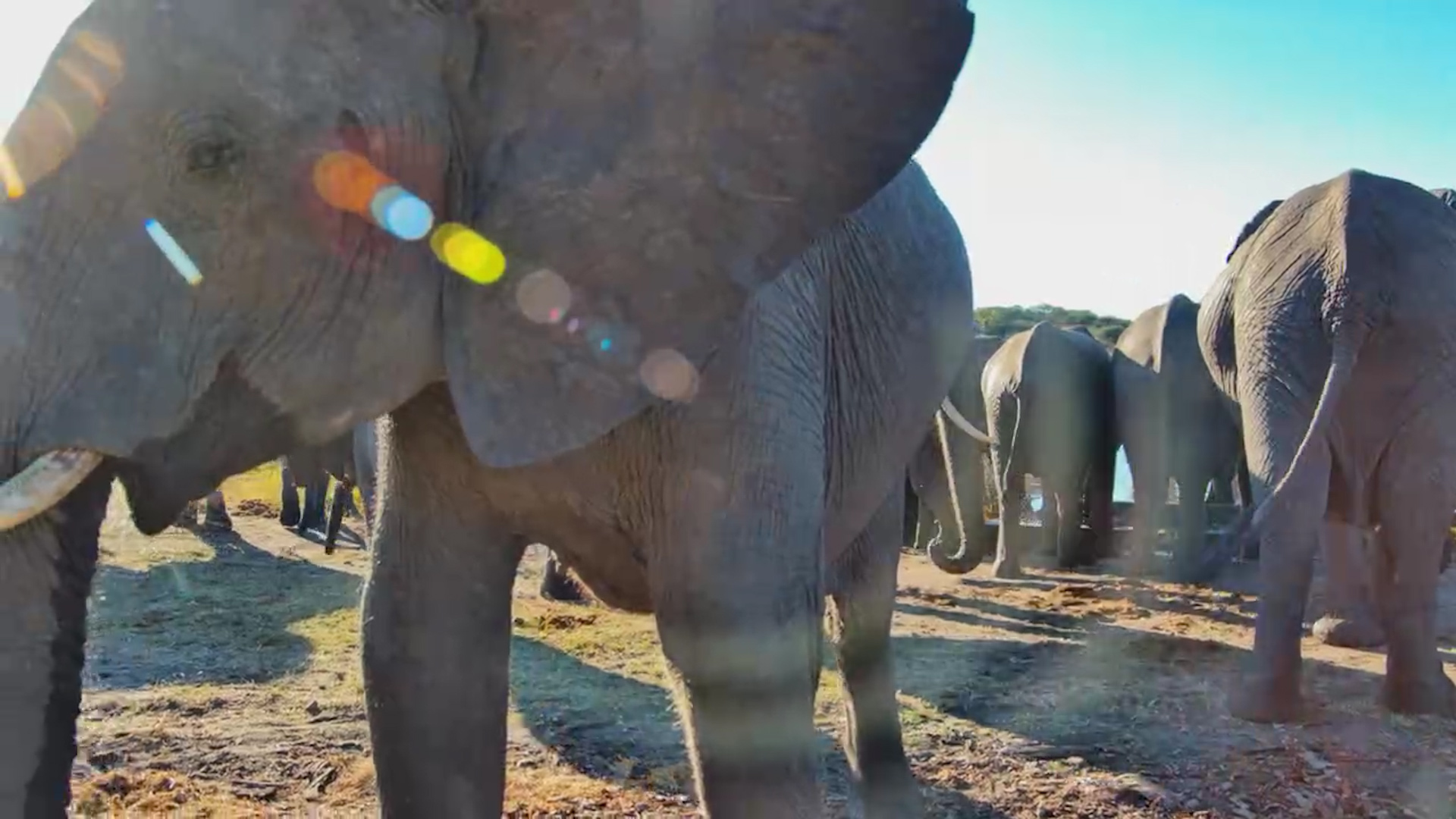 This Elephant Became the Whole Show