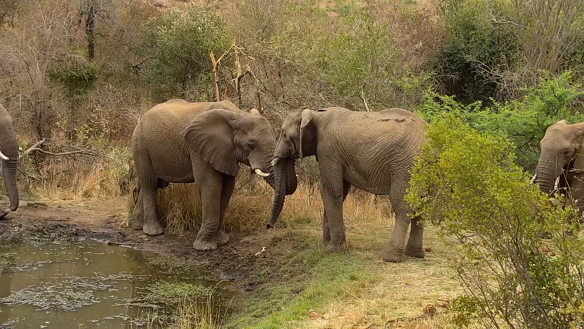 Gentle Giants Share a Heartwarming Greeting