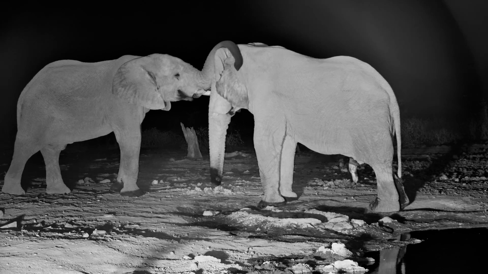 Two Elephant Bulls Interact in the Dark