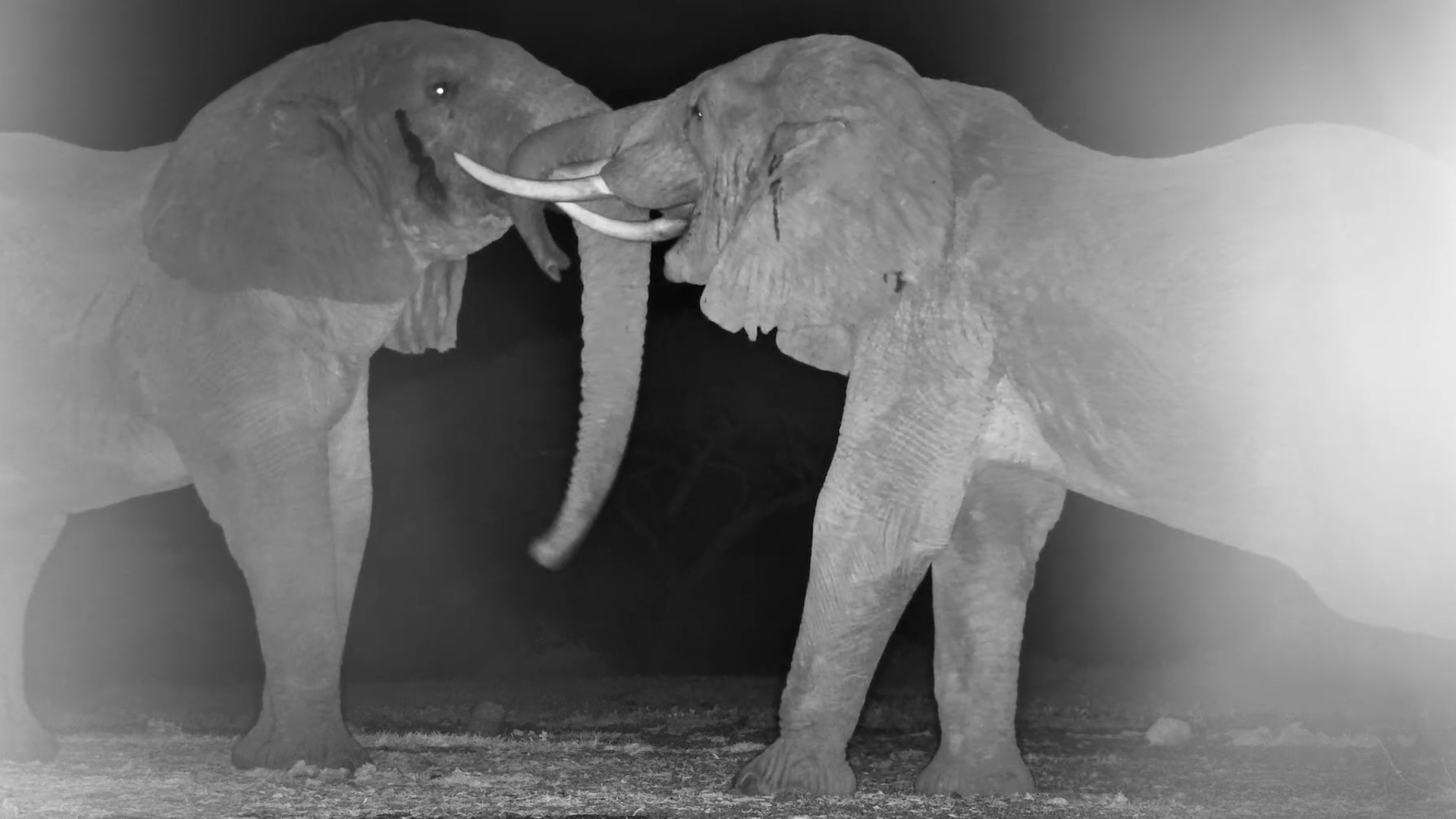 Close Encounters of the Elephant Kind