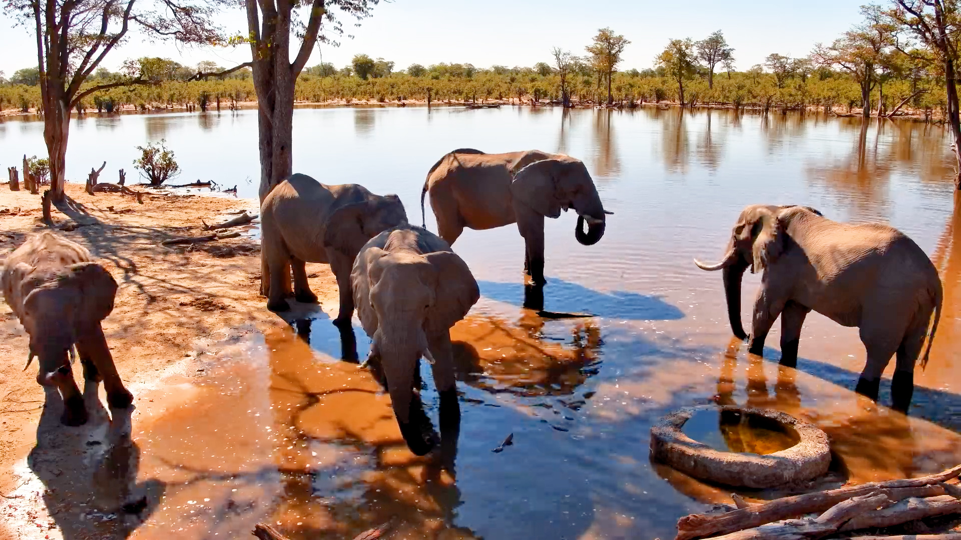 Peaceful Afternoon With the Elephants